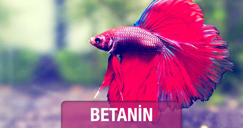 Betanin