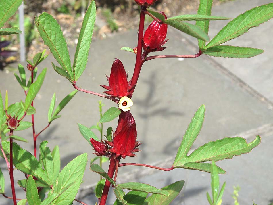 Hibiscus Sabdariffa Doğal Renklendirici