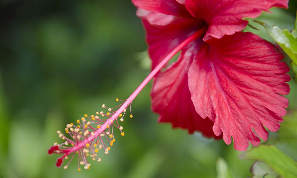 Hibiscus Sabdariffa Doğal Renklendirici