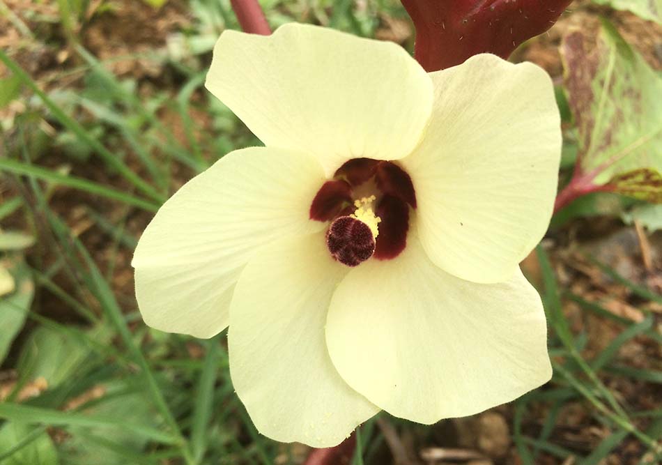 Hibiscus Sabdariffa Doğal Gıda Boyası
