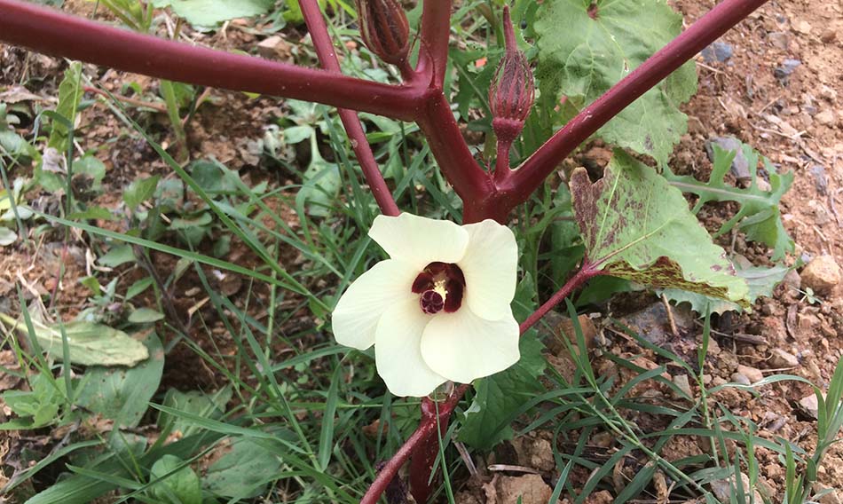 Hibiscus Sabdariffa Doğal Renklendirici
