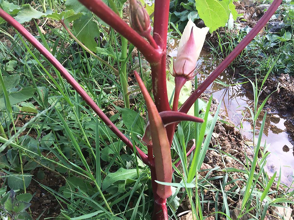 Hibiscus Sabdariffa Doğal Renklendirici