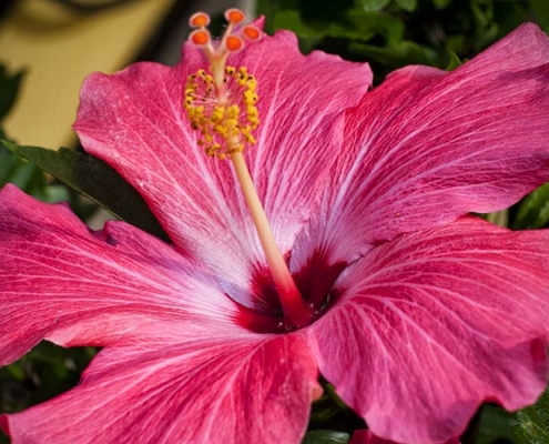 Hibiskus