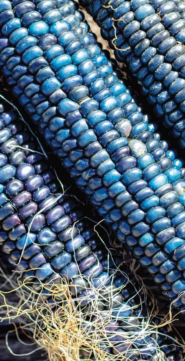 Blue Corn Mavi Mısır